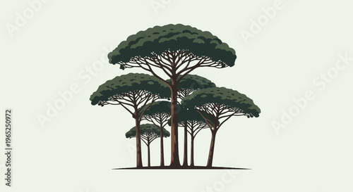 A cluster of umbrella-shaped trees with dark green foliage on light green background