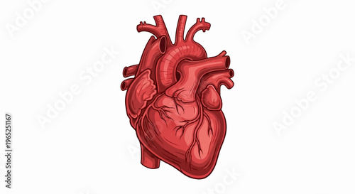 A detailed illustration of the human heart with its arteries and veins