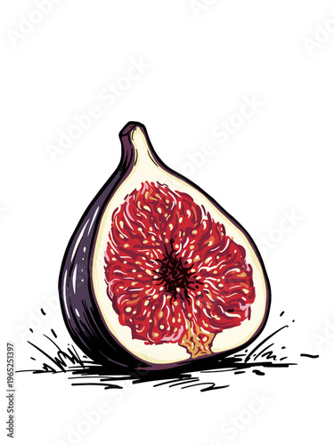 Fresh half fig illustration. Hand drawn fruit sketch on white background. Organic food vector style design. Mediterranean healthy fruit.