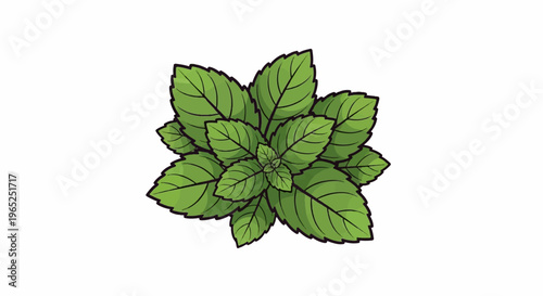 A top-down illustration of a vibrant green basil plant with detailed veins