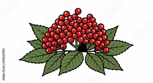 Clusters of bright red berries with green serrated leaves