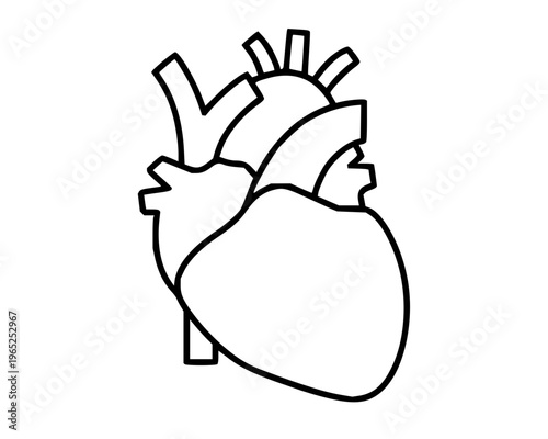 Illustration of a human heart, a vital organ representing health, life, and circulation