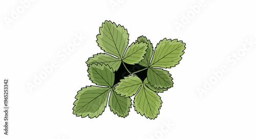 Overhead view of a cluster of green strawberry leaves with distinct veins