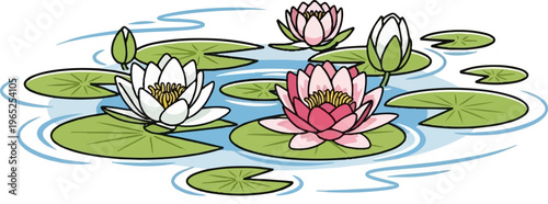 Two pink and one white water lily bloom on green pads in blue water