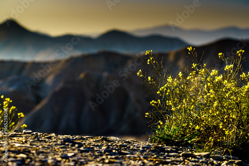 Yellow flowers and mountain view. Tabernas desert in Spain