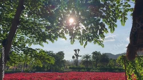 Wide shot, a field of red flowers with sunlight filtering through from behind large trees.