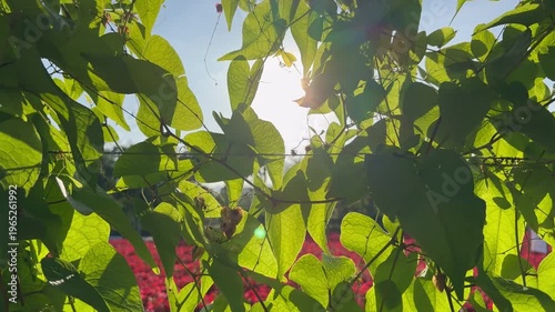A natural scene of the setting sun shining through the foliage, accompanied by a gentle breeze.