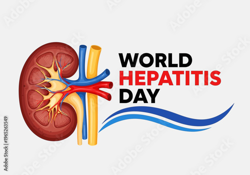 Vector illustration of kidney on world hepatitis day