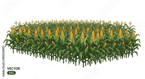Vibrant Cornfield with Ripe Yellow Cobs and Green Leaves, Agricultural Landscape