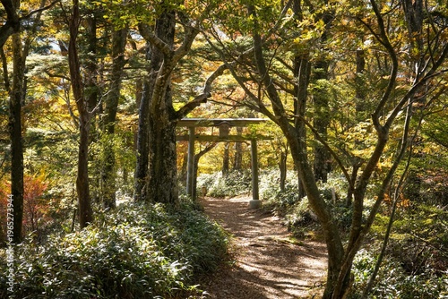 Japanese Wooden Torii Gate in Autumn Forest