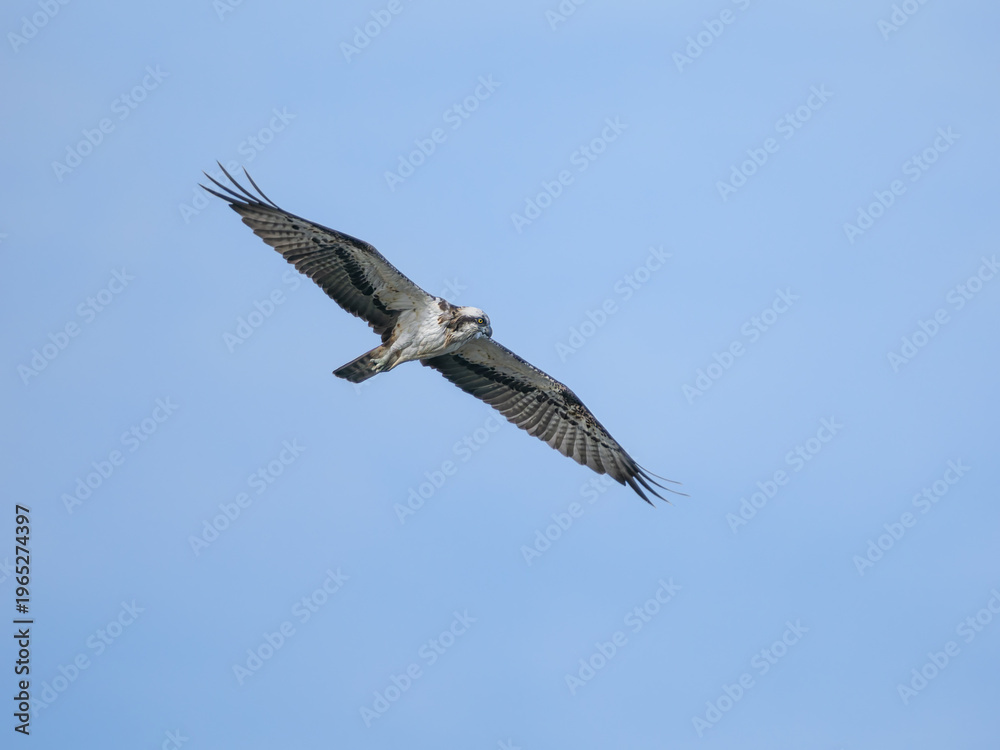 Obraz premium Águila pescadora volando tranquilamente 