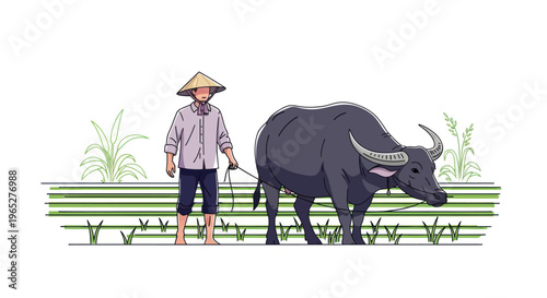 Man walking with large black buffalo.