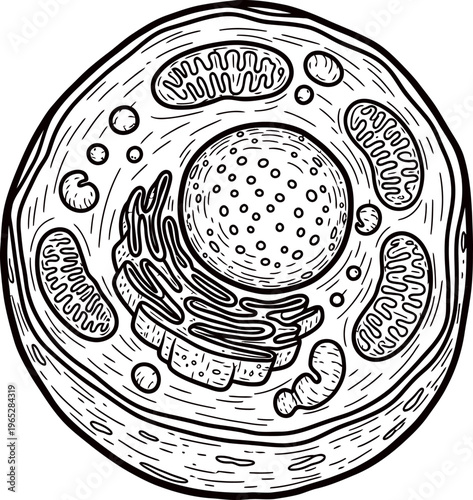 Animal Cell Anatomy Biology Structure Medical Hand Drawn Line Art