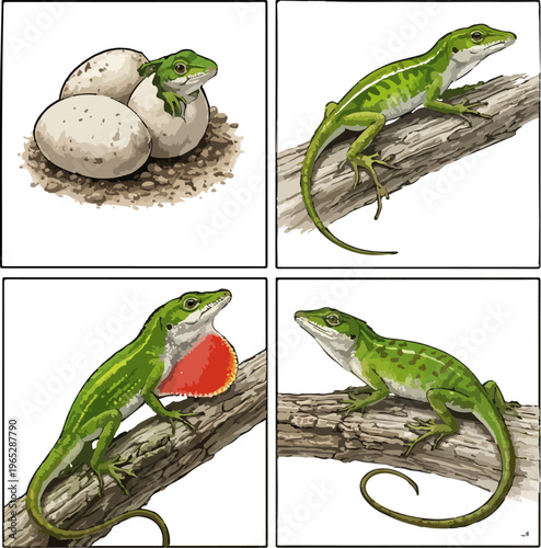 Anolis carolinensis illustration art