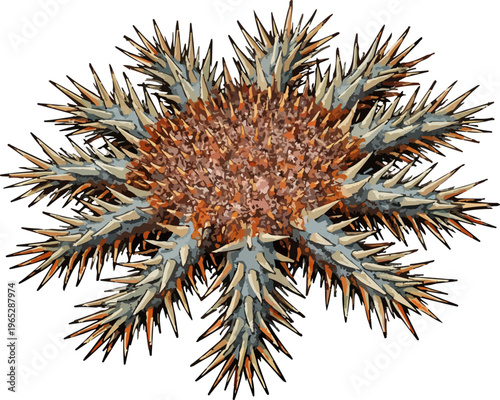 Acanthaster planci illustration art