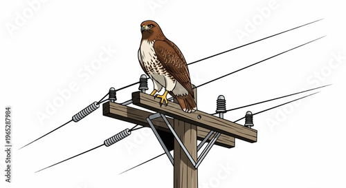 Brown hawk perched on wooden utility pole with wires against white background