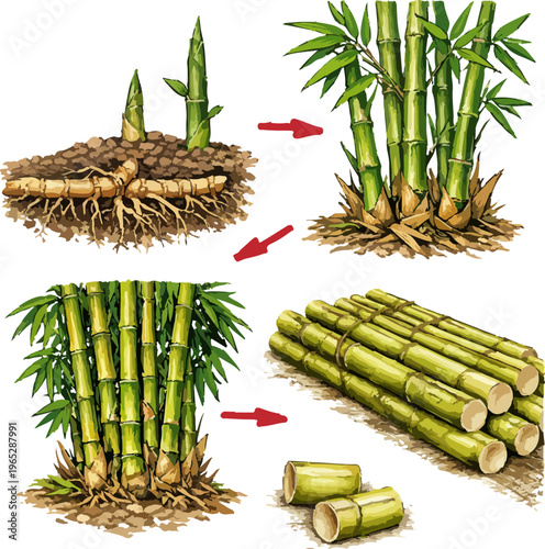 Bambusa vulgaris illustration art