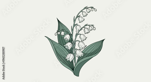 Delicate sketch of lily of the valley flowers with green leaves