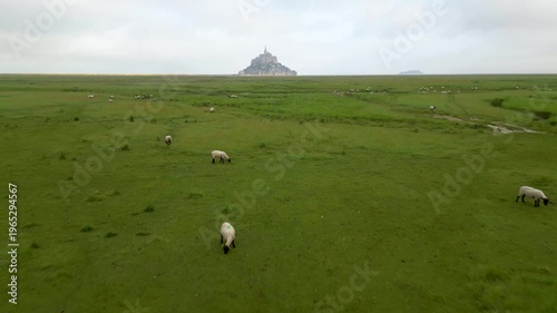 sheep on the green land, castle in background