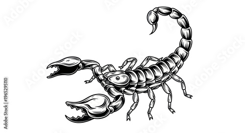 Scorpio Zodiac Sign Illustration, Astrology Symbol, Vintage Style Drawing