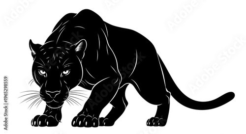 Black Panther Walking Forward Aggressively.