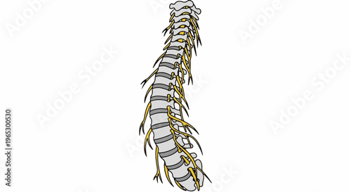 Stylized illustration of a human spine with yellow nerve branches
