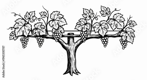Stylized illustration of a grape vine with clusters of fruit and leaves