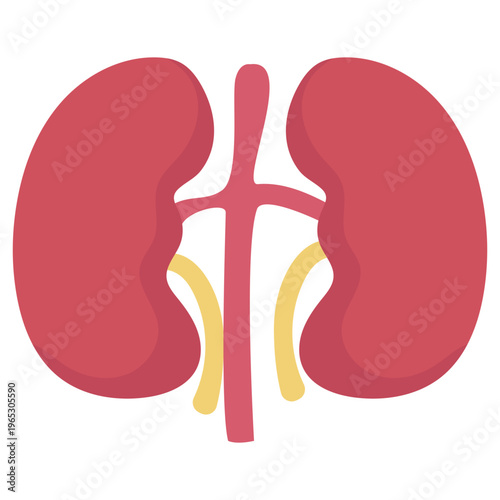 Foto Human Kidney Anatomy Icon