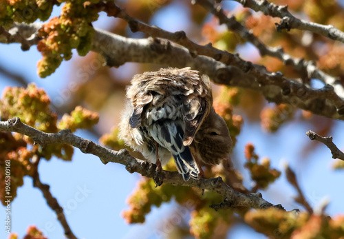 Photography Female linnet preening its feathers on a tree branch in bright sunlight, captured in different natural poses