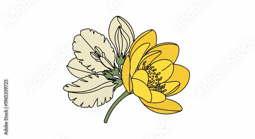 A two-toned botanical illustration of a blooming yellow flower next to an unopened bud
