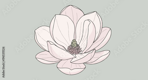 Delicate pink magnolia bloom with detailed veins on its petals
