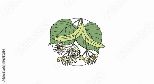 Hand-drawn illustration of linden tree blossoms, leaves, and seed pods