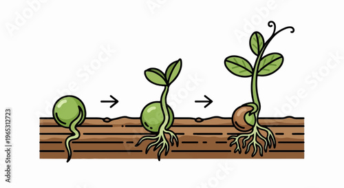 Seed germination stages root, sprout, and leaf growth