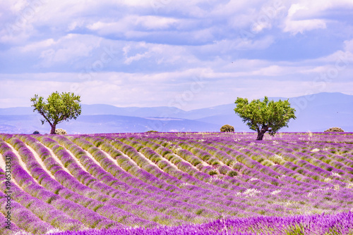 Provence landscape with lavender fields, France