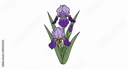 Two purple irises with green leaves and bud on white background