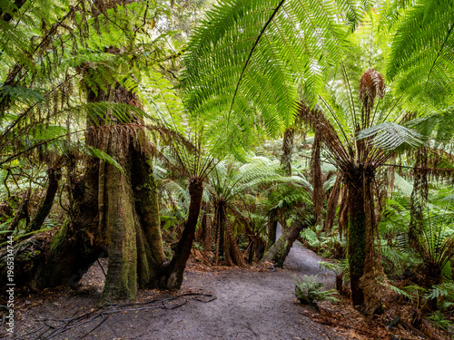 Ferns ang other giant trees in Maits rainforest, Australia
