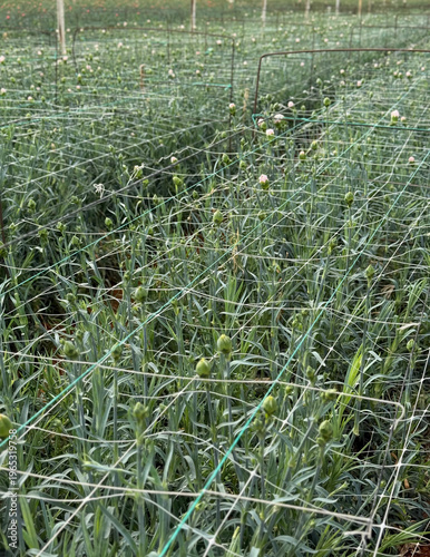 Φωτογραφία Rows of young carnation plants with green buds in a commercial greenhouse