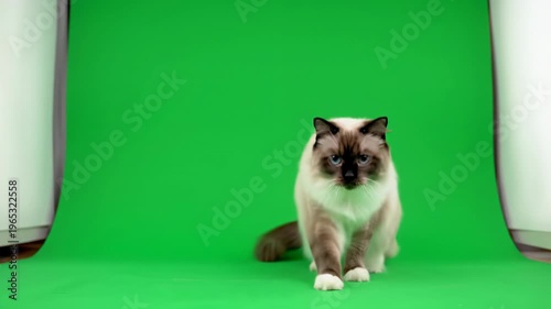 High-angle video: Balinese Ragdoll cat with creamy fur, chocolate points, azure eyes, licking lips, leaps on green screen with soft light, pet portrait concept