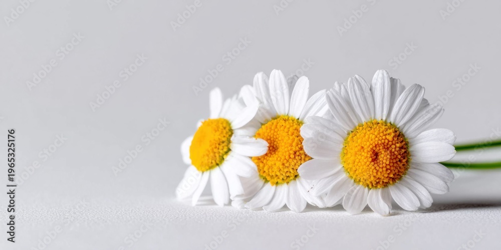 Obraz premium Three delicate white daisies with bright yellow centers arranged on a clean white surface
