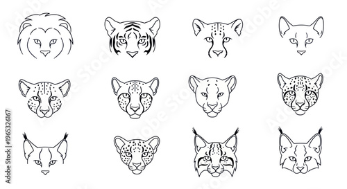 Wild Cat Heads Collection: Lion, Tiger, Cheetah, Lynx, Leopard Line Art Icons