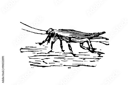 Cricket, black and white line drawing of a grasshopper-like insect with detailed body structure and long antennae, simple background, old vintage illustration, 1897.