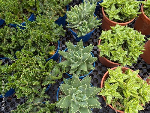 Different variety of mini aloe vera plants with spiky leaves  