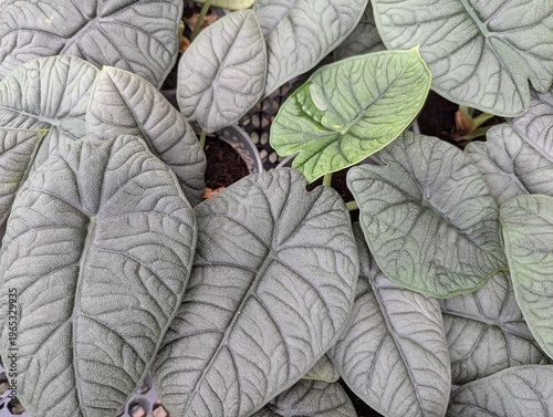 Matte dark green leaves foliage of Alocasia melo
