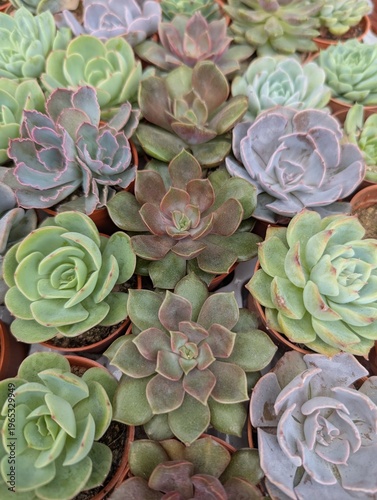 Close up of a variety of succulents
