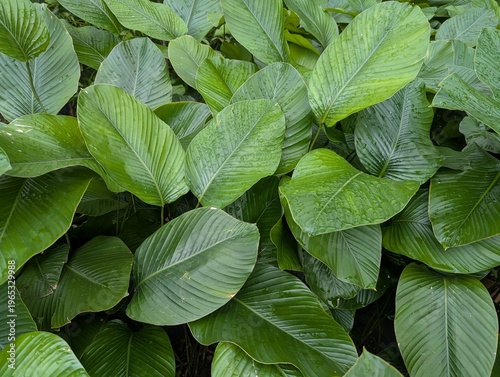 Large glossy leaves of sweet prayer plant (Thaumatococcus daniellii)