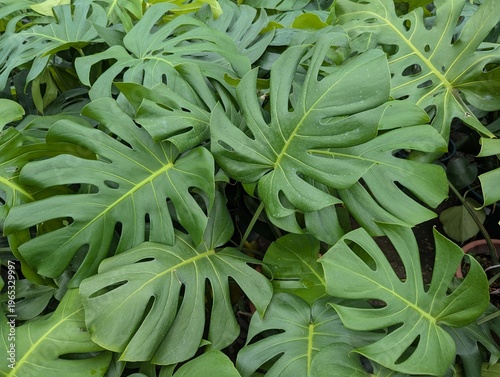 Deeply lobed green Monstera deliciosa leaves