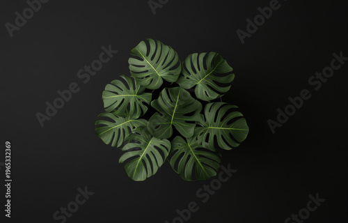 Lush green leaves of tropical plant arranged in circular pattern against dark background create striking visual. vibrant foliage adds touch of nature and freshness to any space