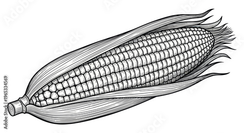 Hand-drawn illustration of a ripe ear of corn with husks