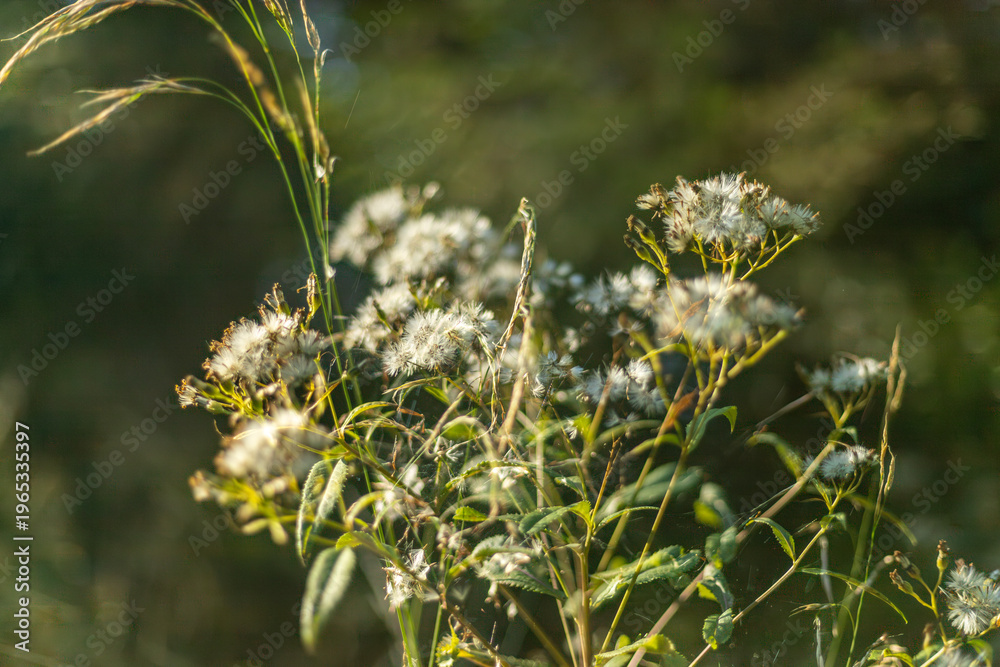 Fototapeta premium Delicate white wildflowers blooming in the soft forest light. Serene nature background for wellness and holistic health themes.