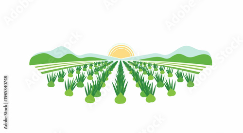 Sunny agricultural field with rows of green plants and distant hills